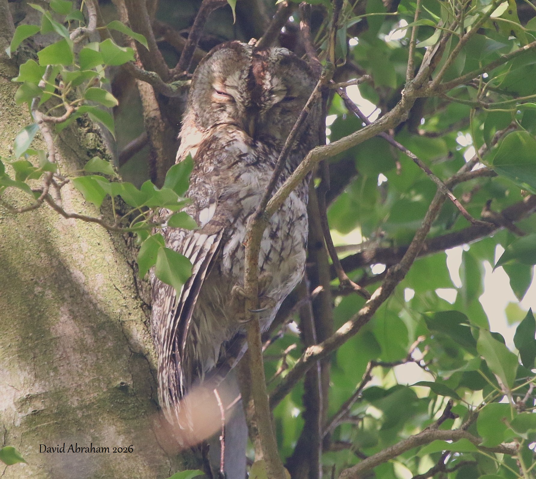 Tawny Owl