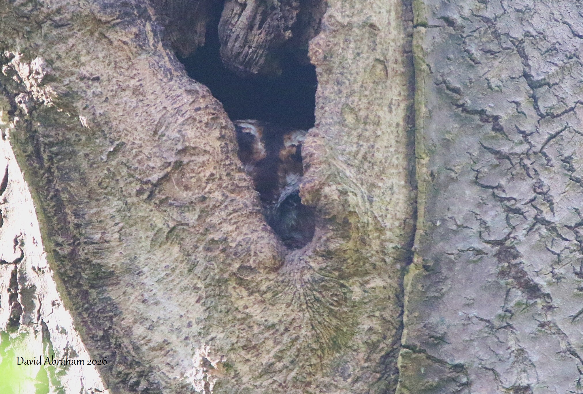 Tawny Owl 