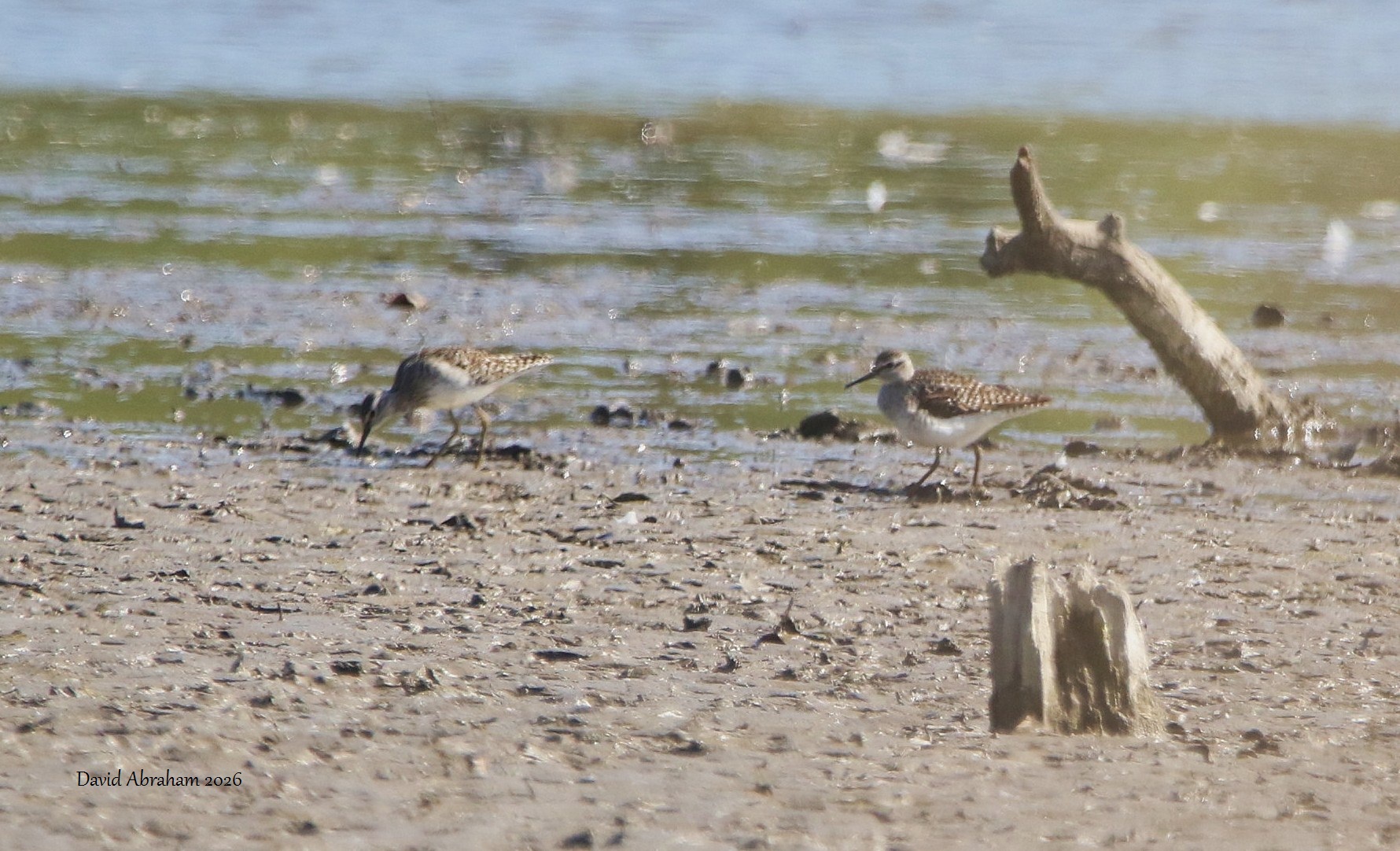 Wood Sandpiper 