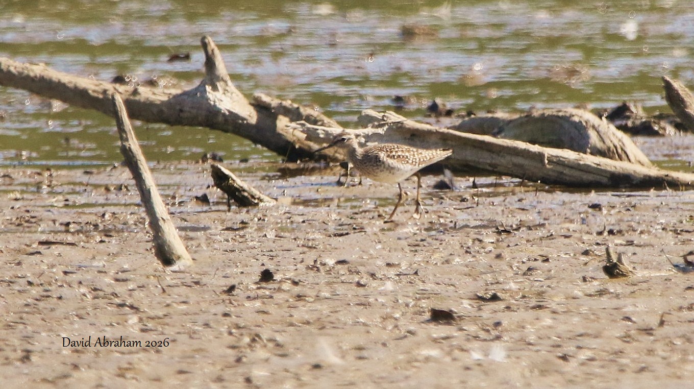 Wood Sandpiper 