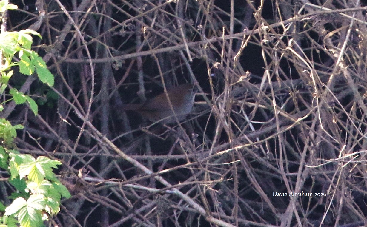 Cetti's Warbler