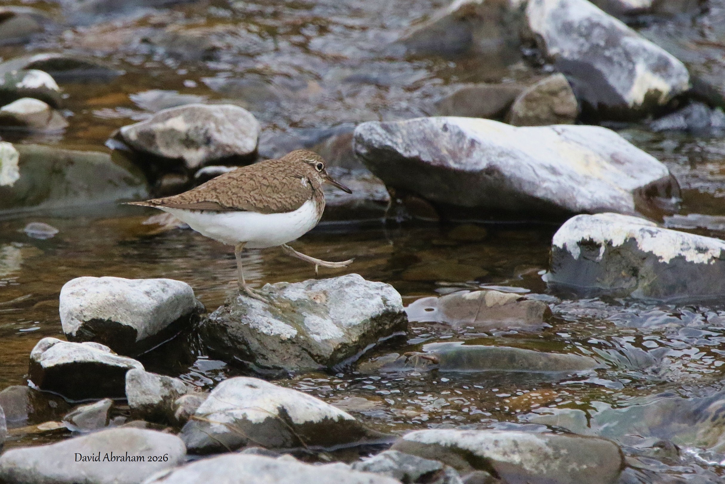 Common Sandpiper 