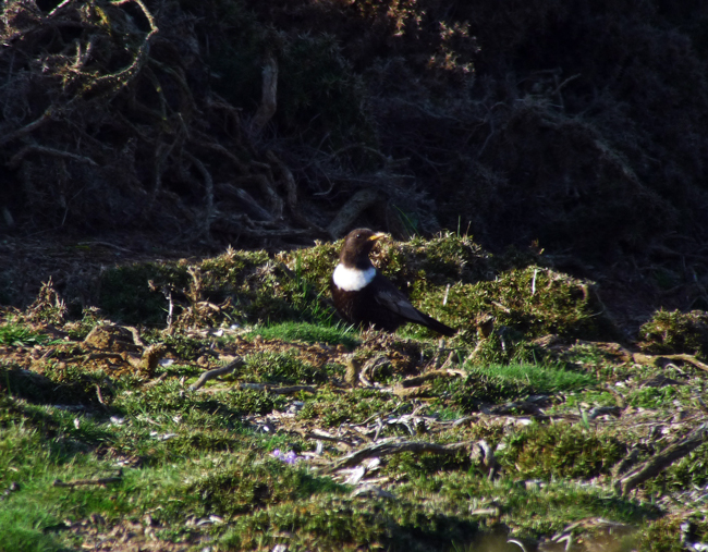 Ring Ouzel