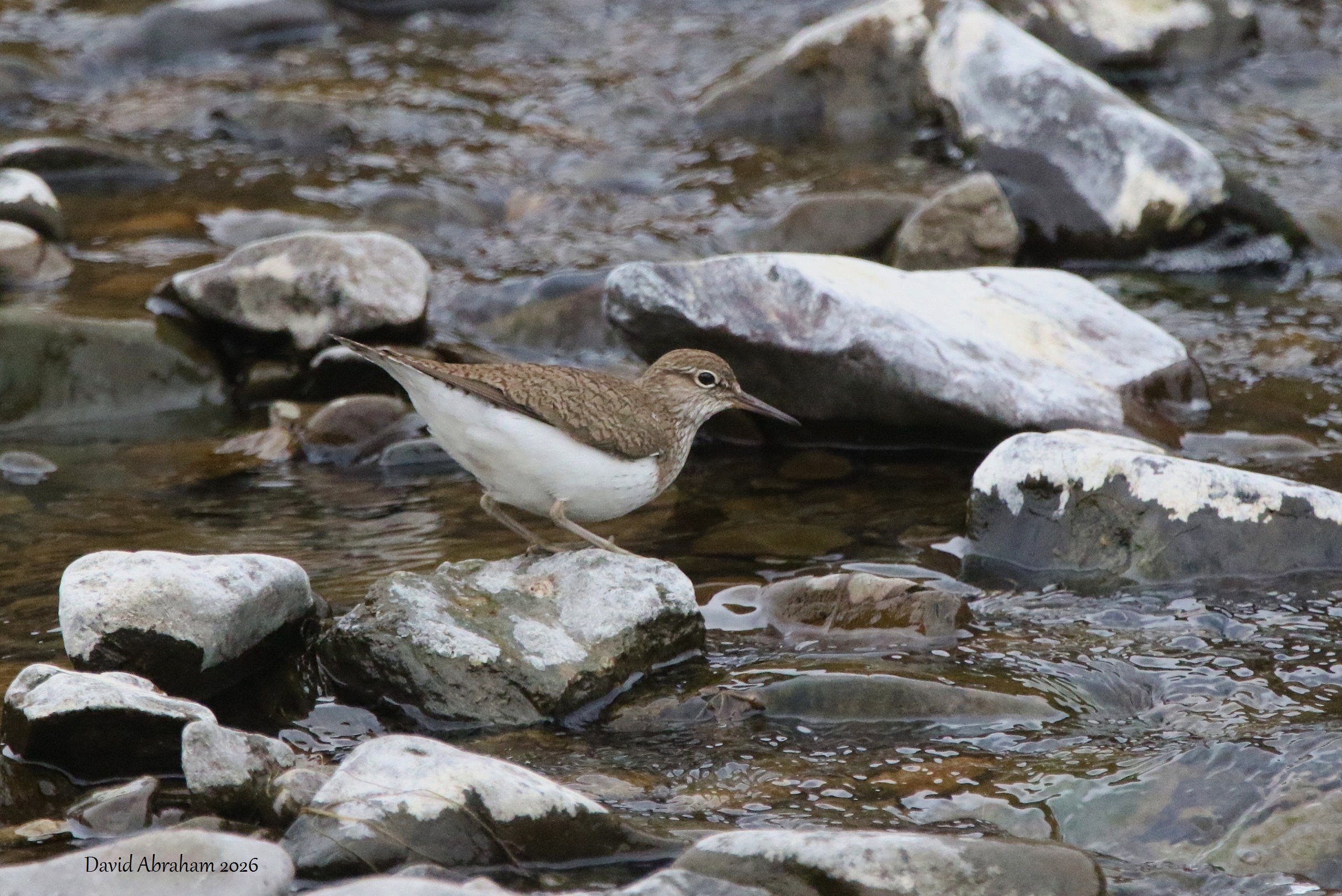  Common Sandpiper 