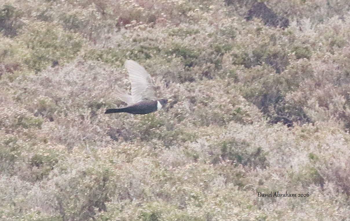 Ring Ouzel