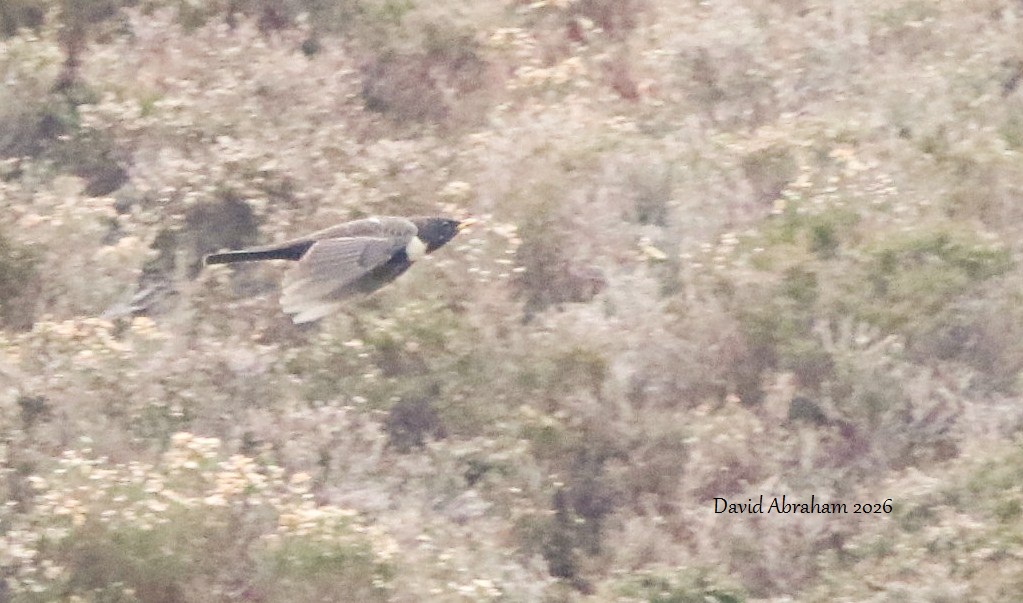 Ring Ouzel
