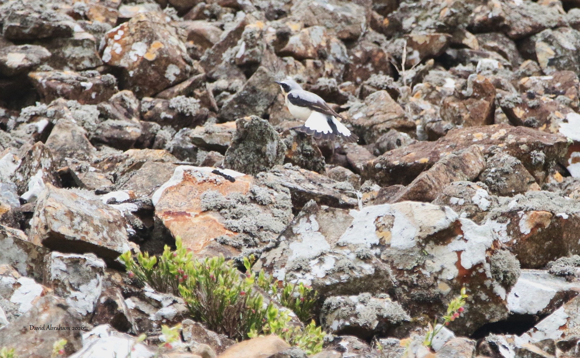 Wheatear 