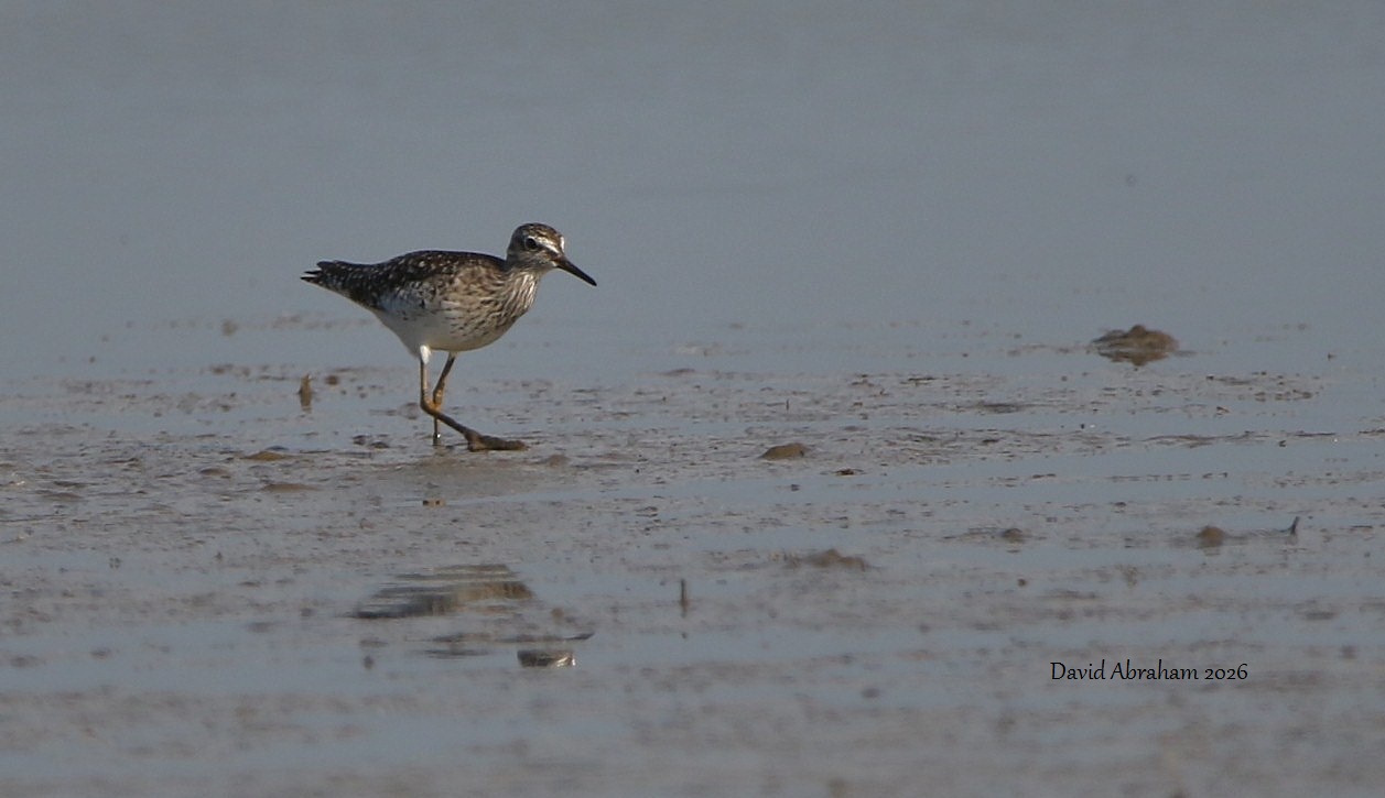 Wood Sandpiper 