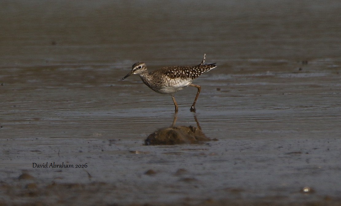 Wood Sandpiper 