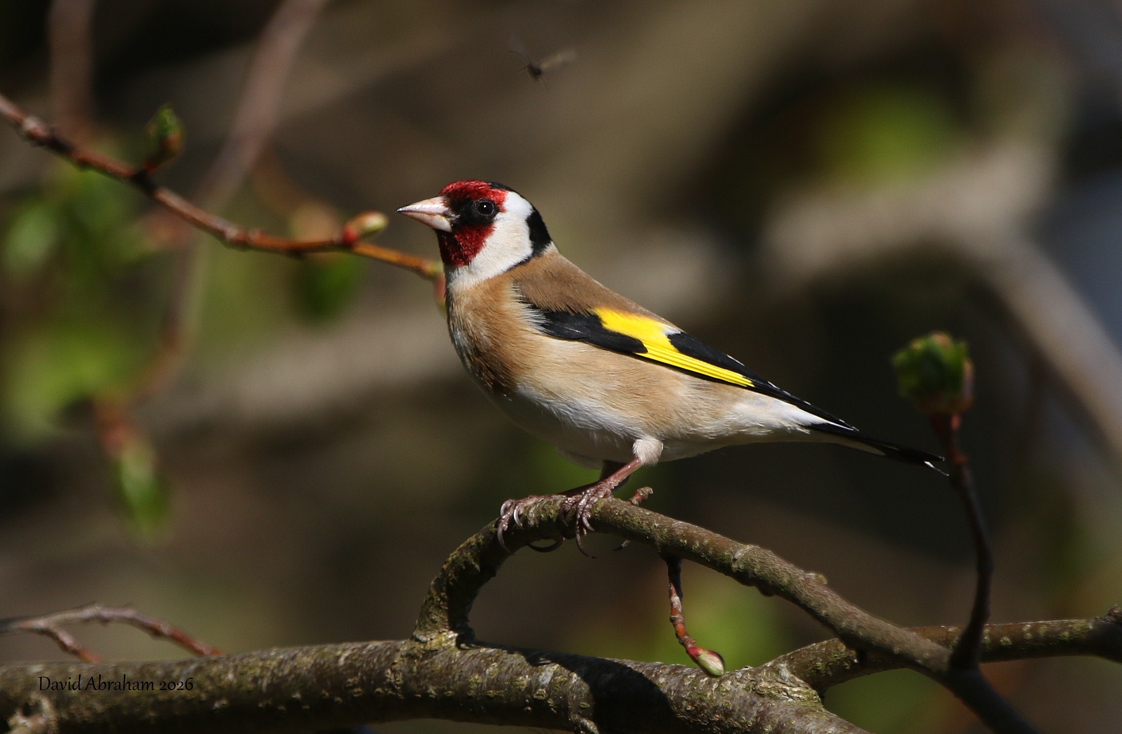Goldfinch 