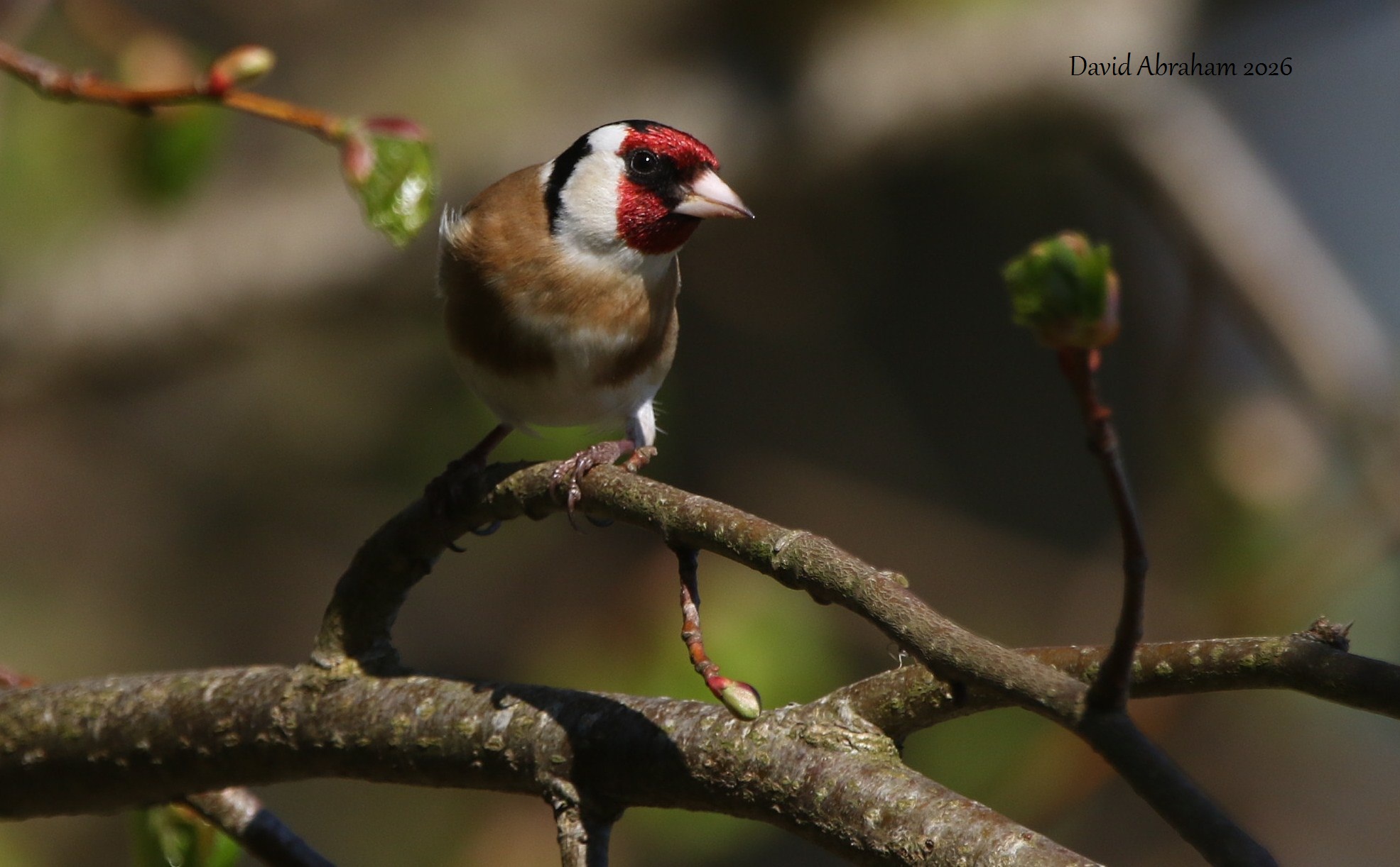 Goldfinch 