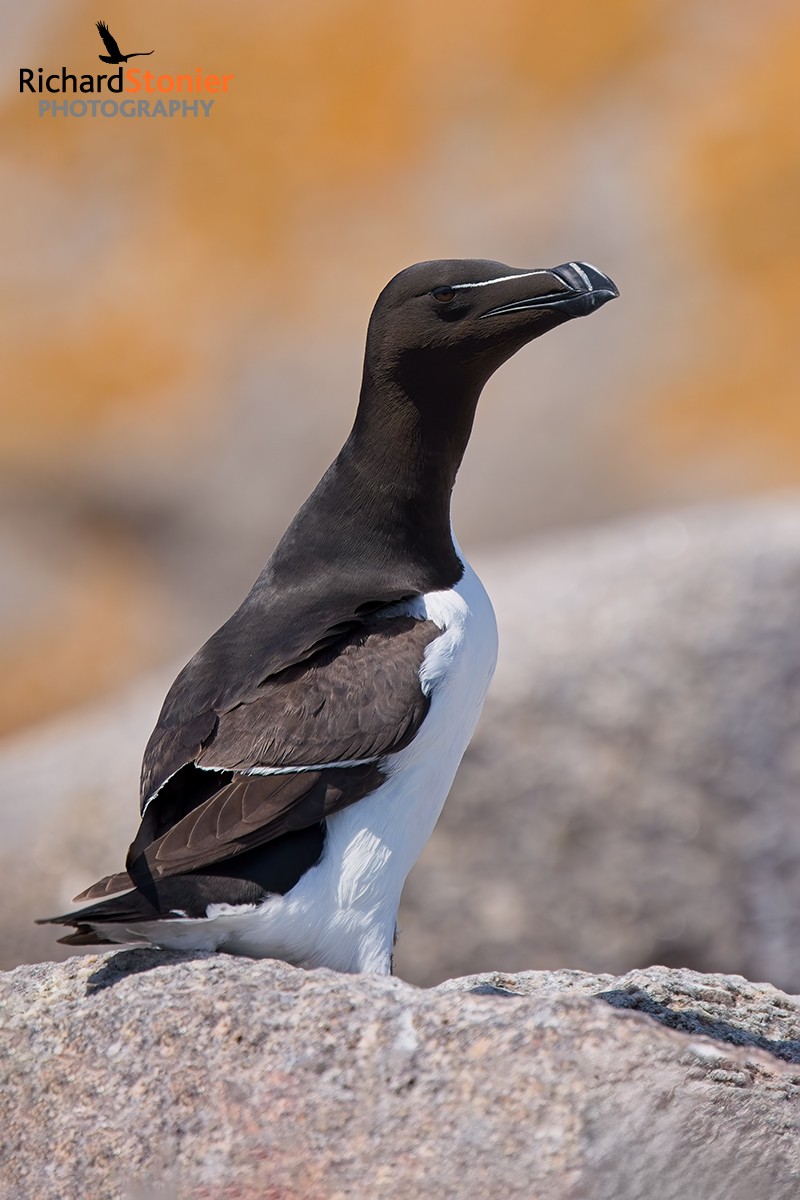 Razorbill