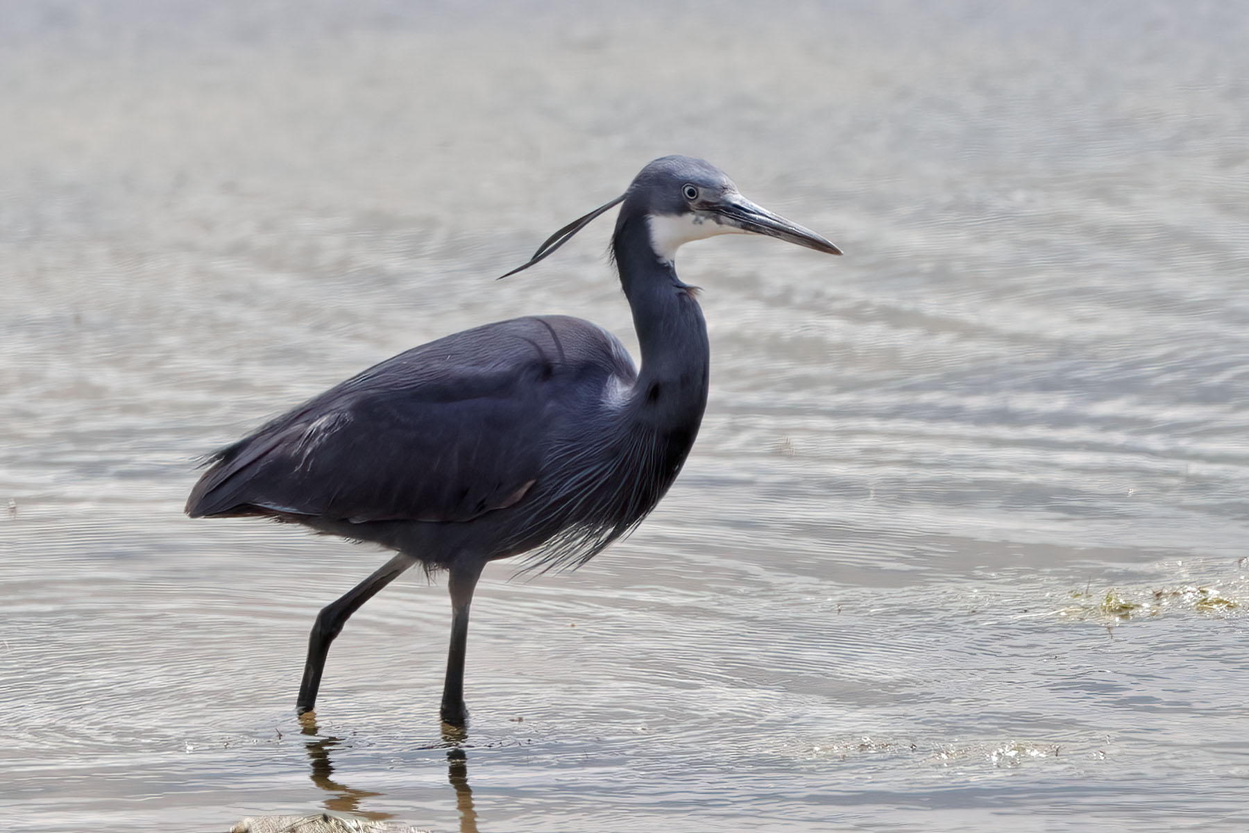 Western Reef Heron