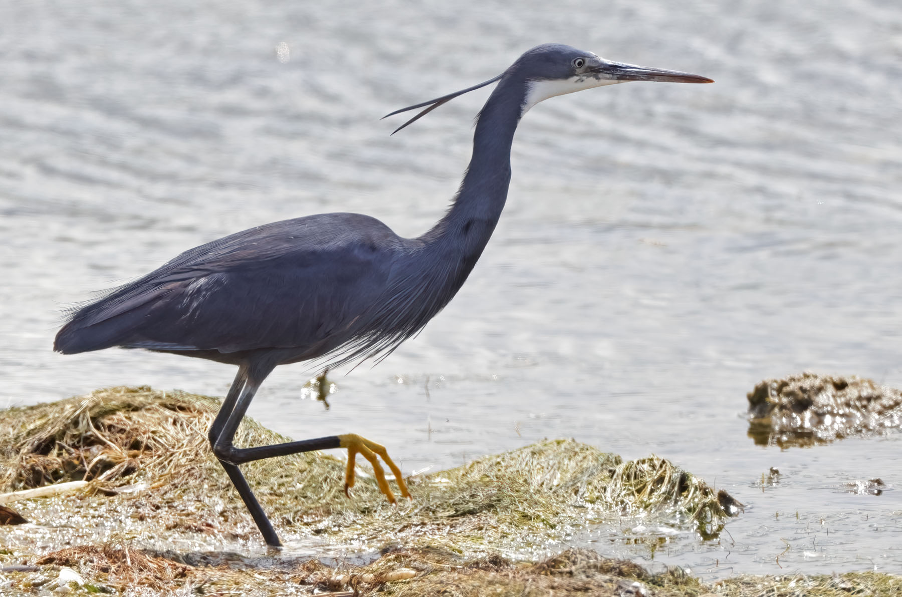 Western Reef Heron