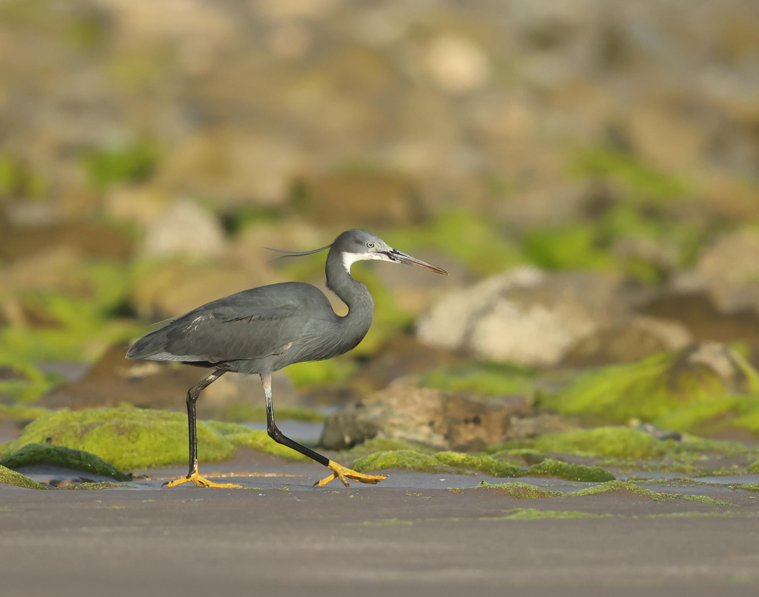 Western Reef Heron