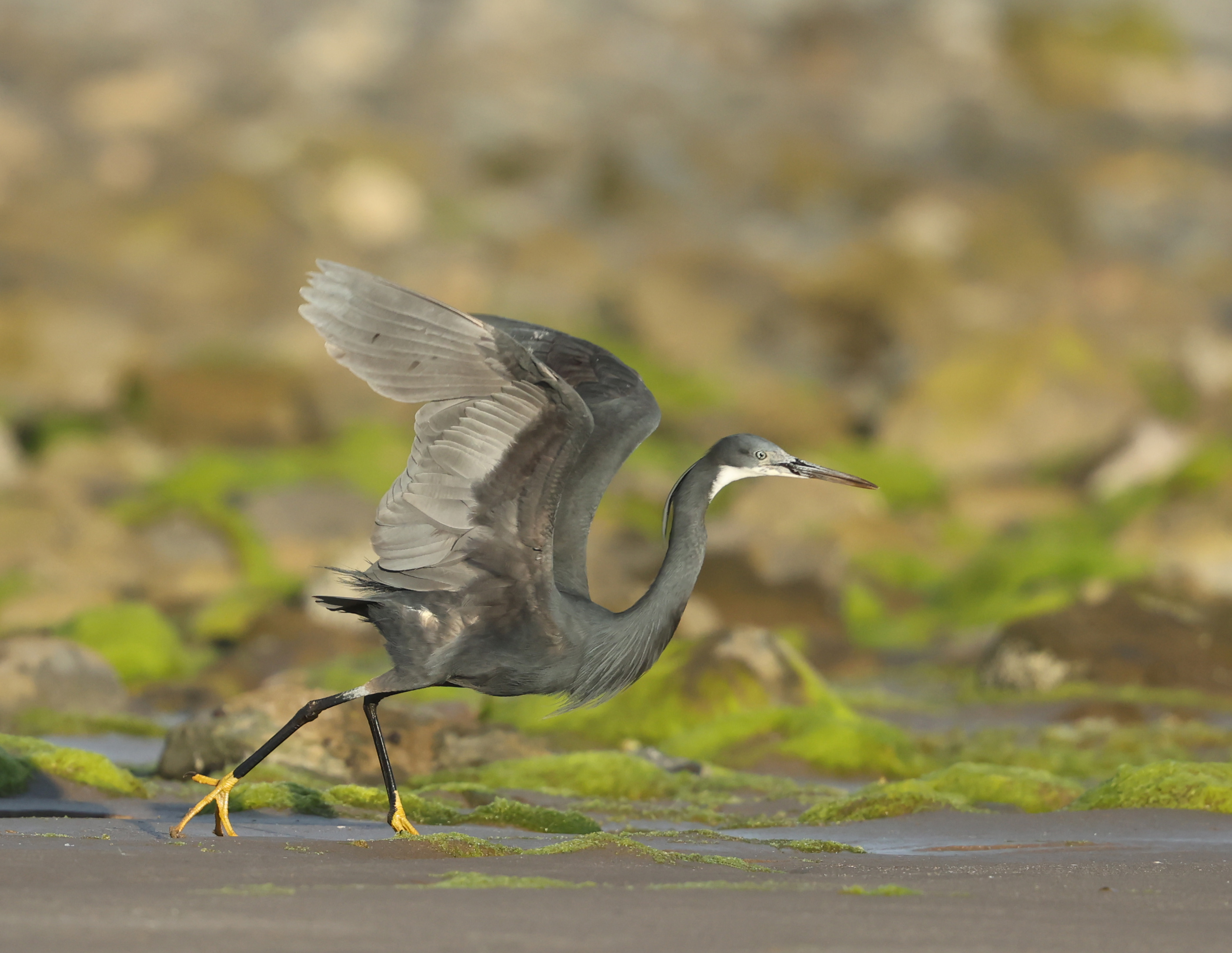 Western Reef Heron