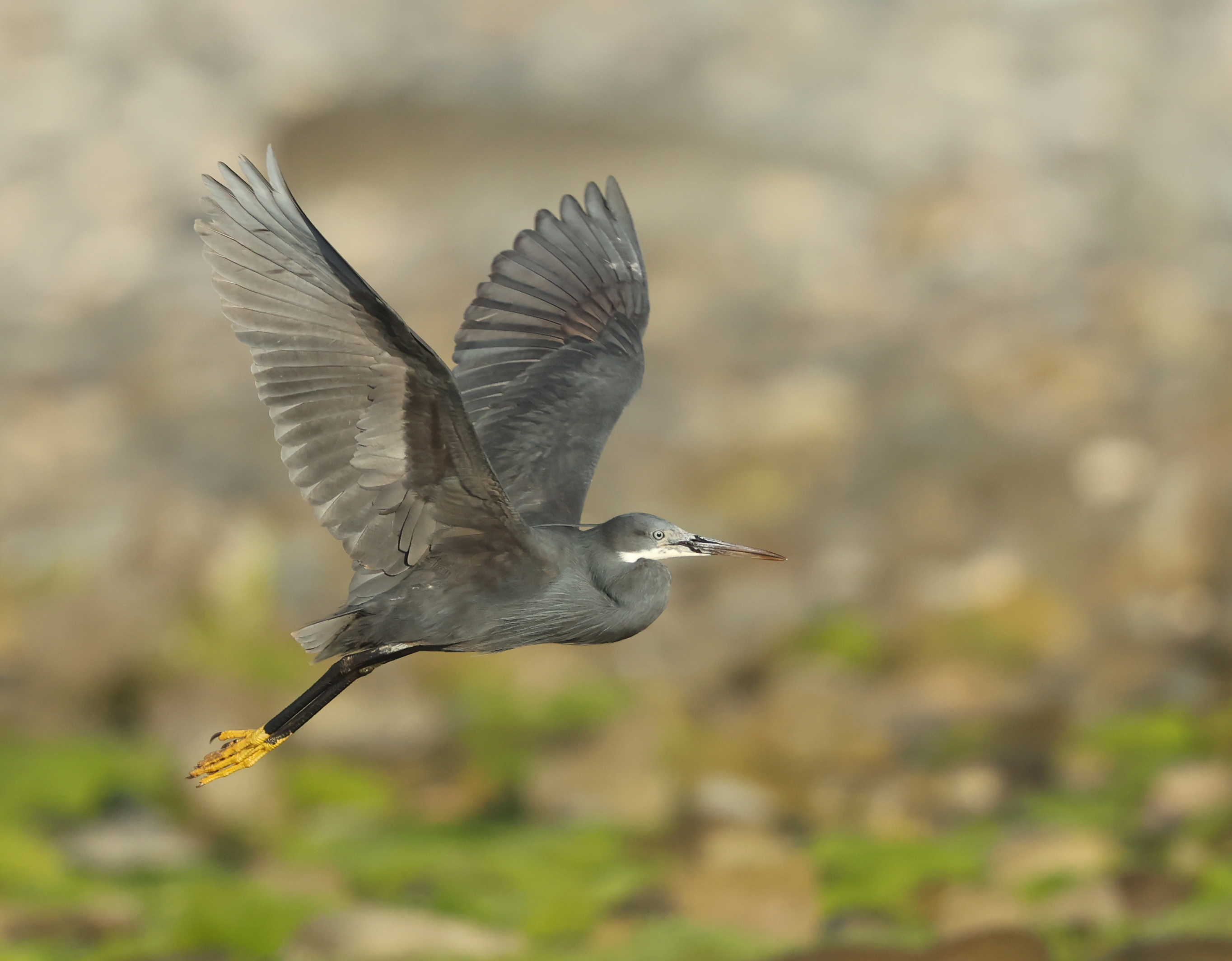 Western Reef Heron