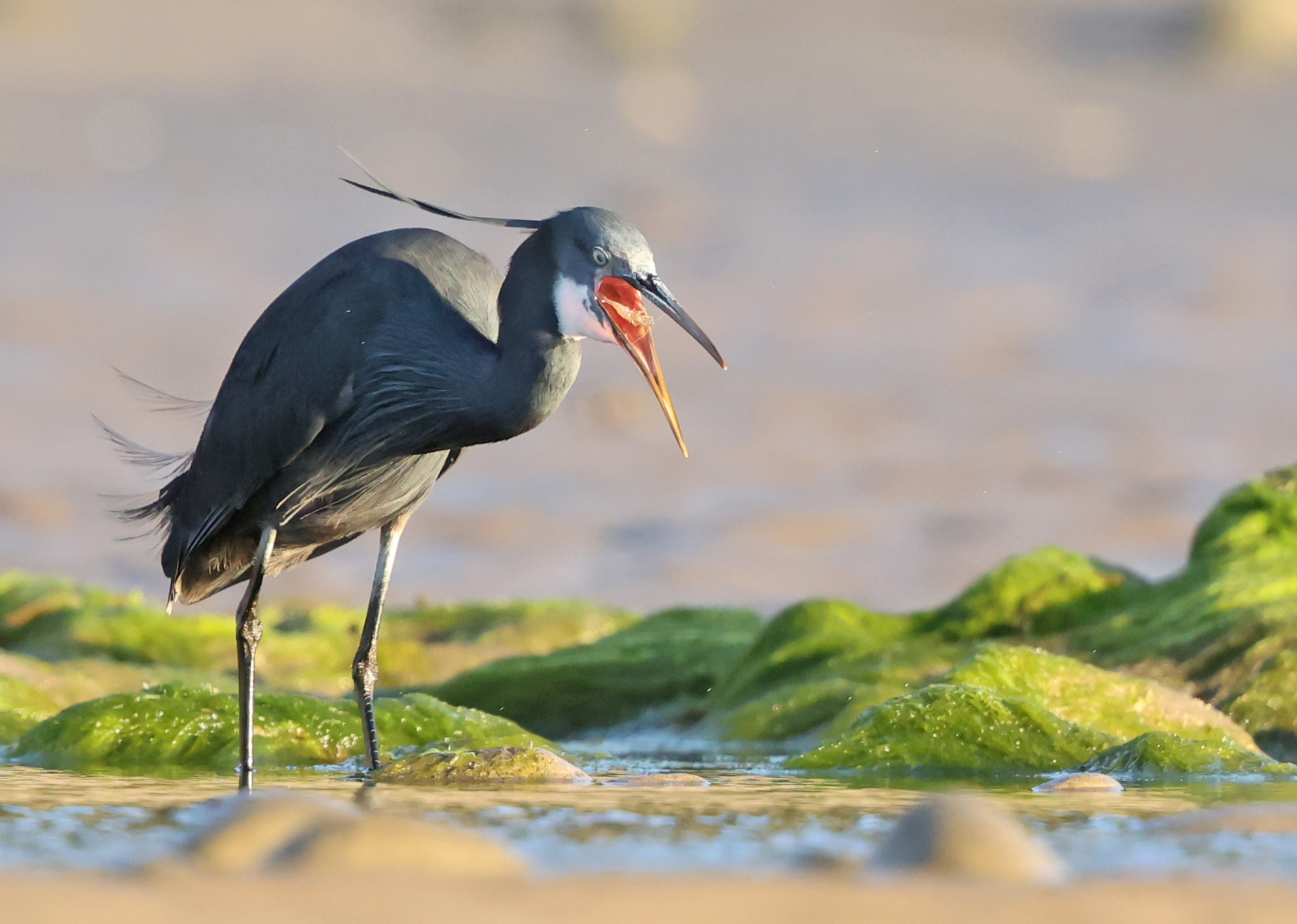 Western Reef Heron