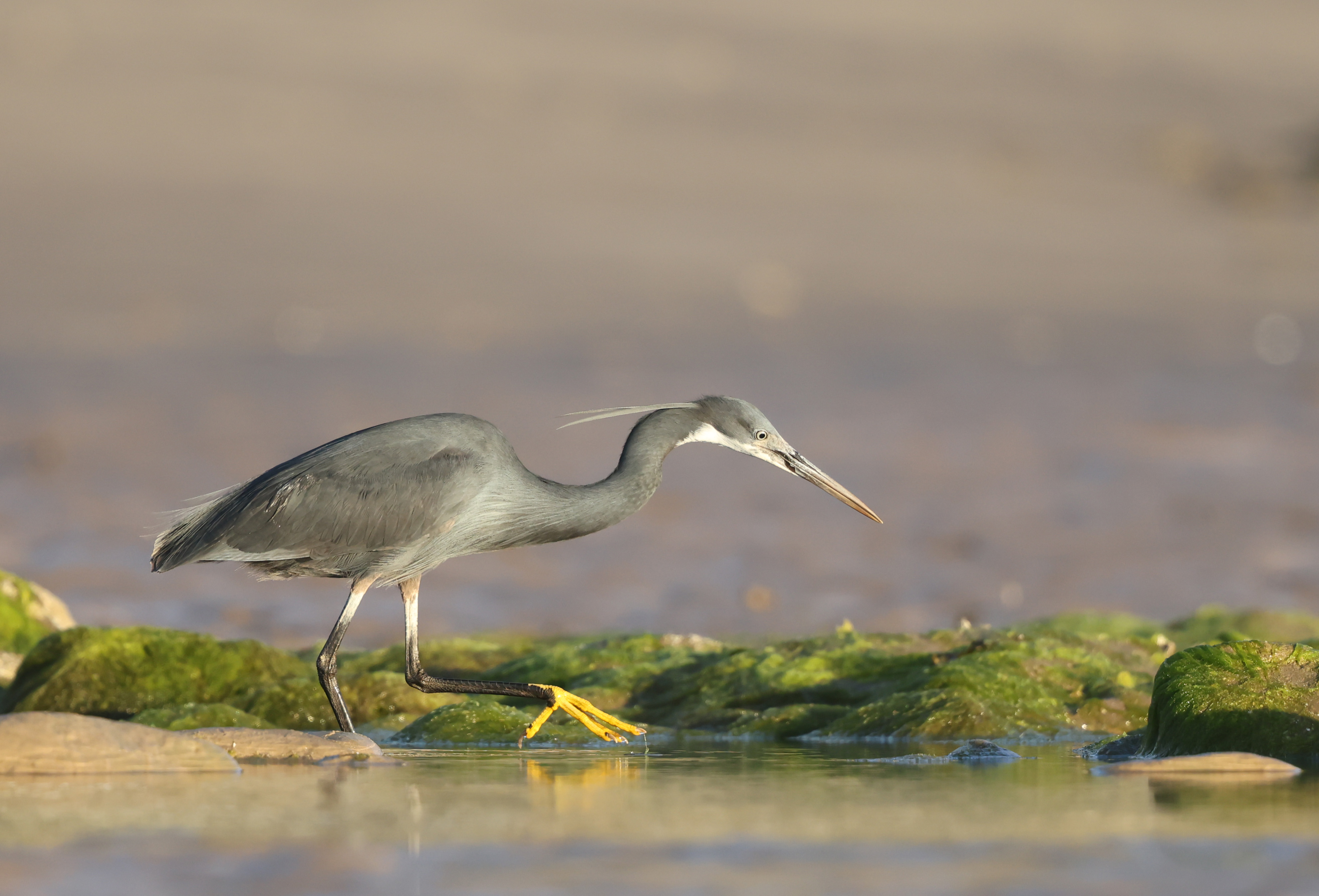 Western Reef Heron