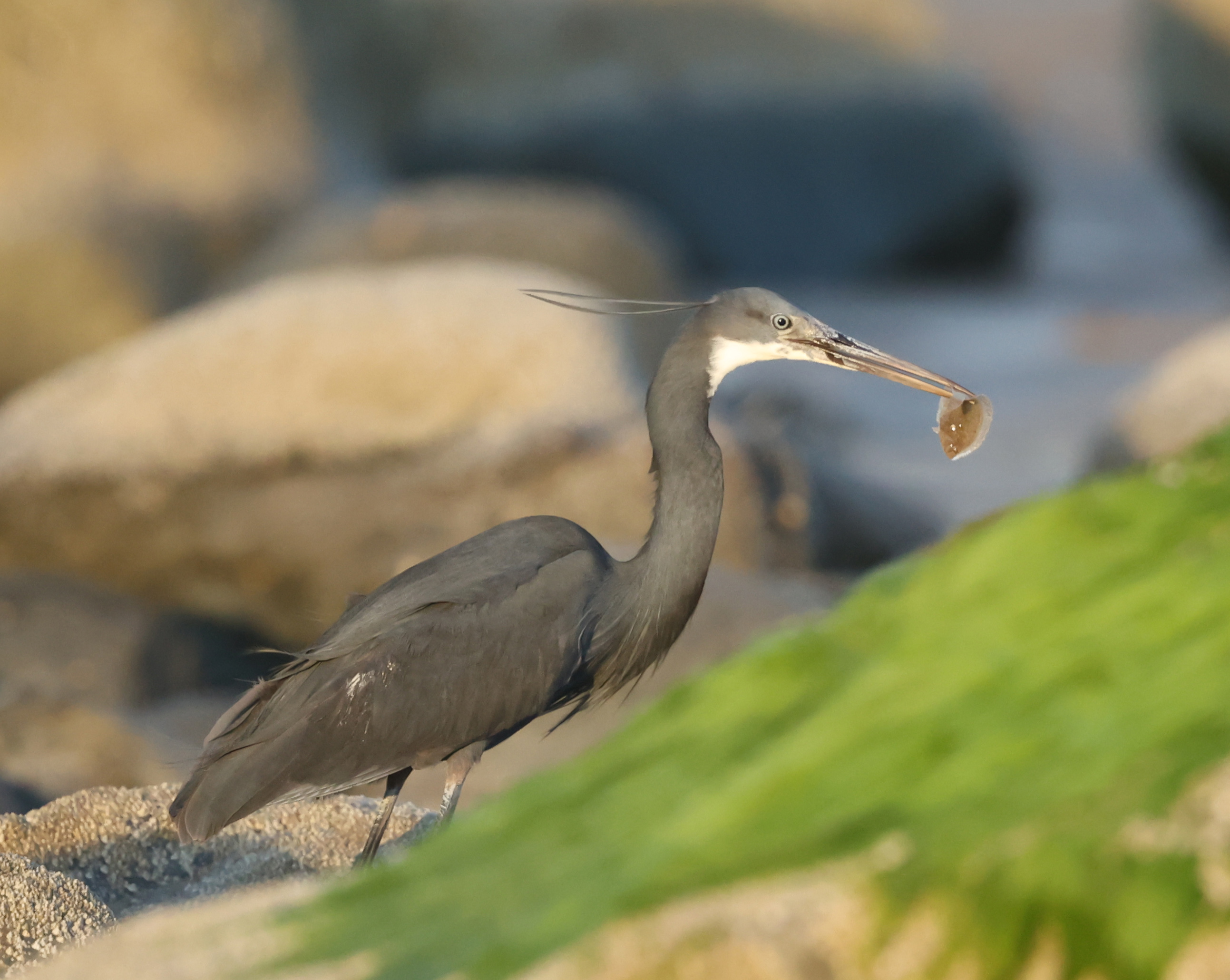 Western Reef Heron