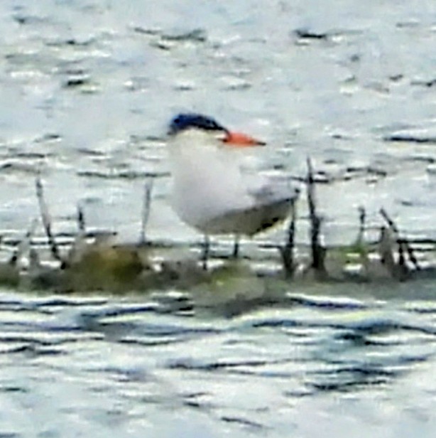 Caspian Tern