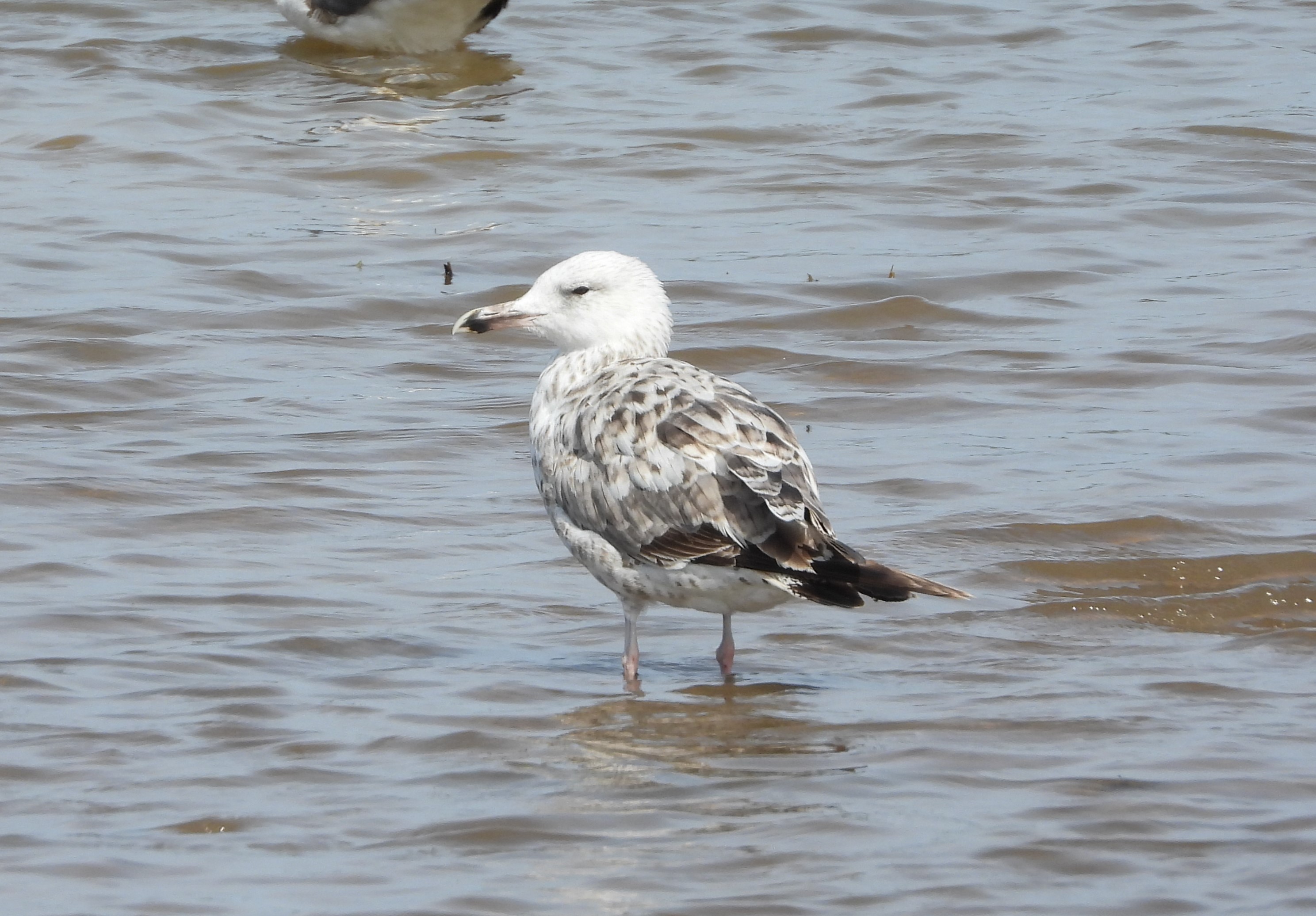 Caspian Gull
