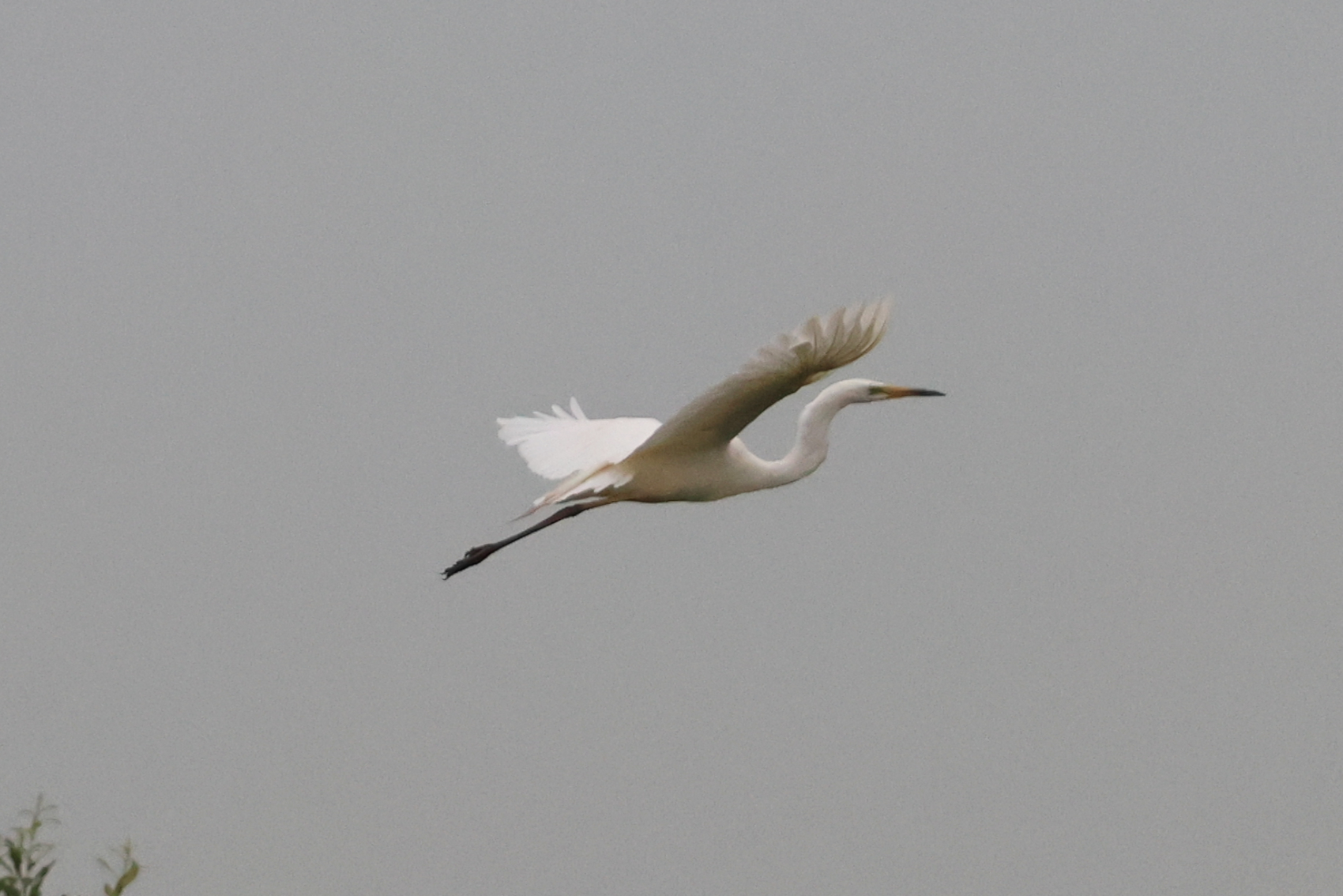 Great White Egret