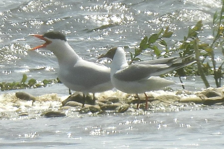 Caspian Tern