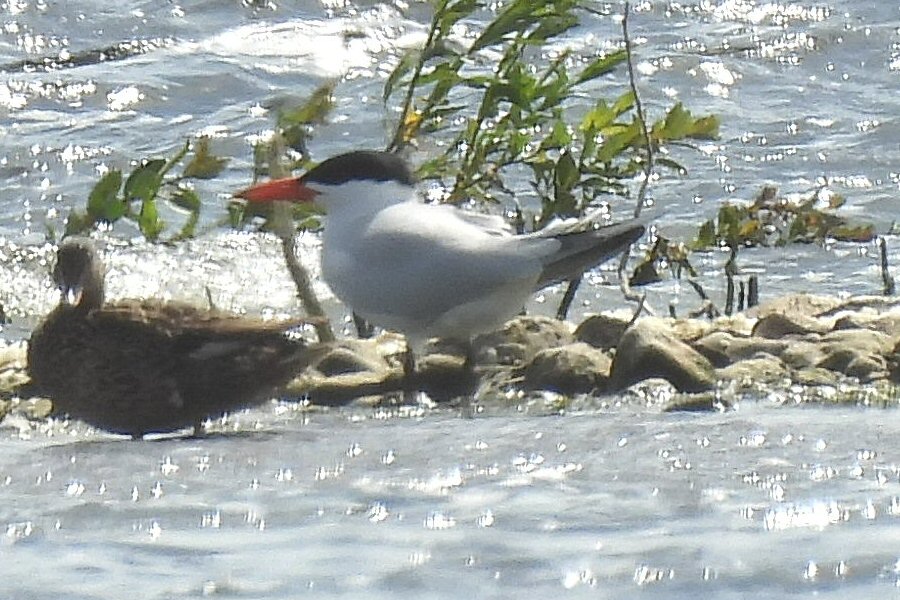 Caspian Tern