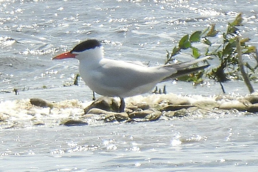 Caspian Tern