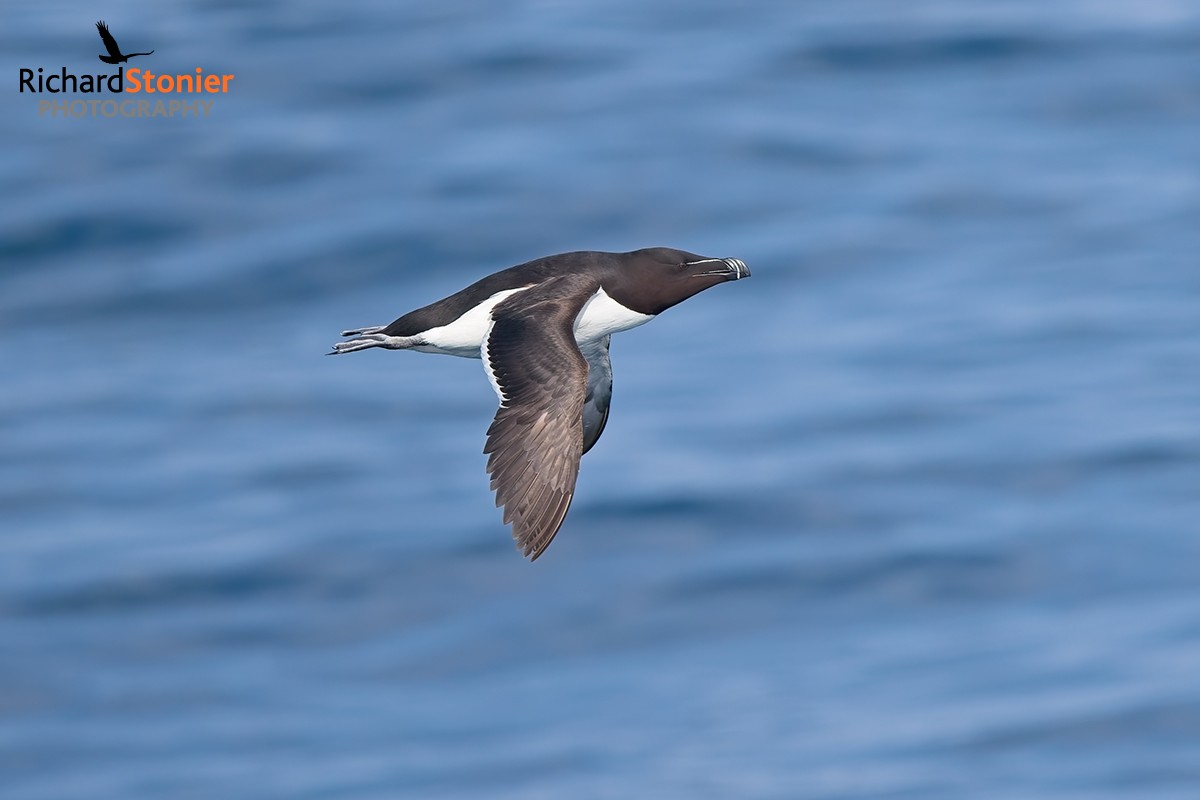 Razorbill