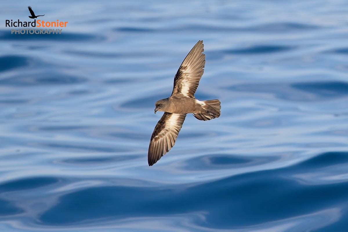 Storm Petrel