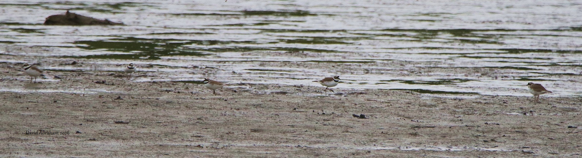 Little Ringed Plover