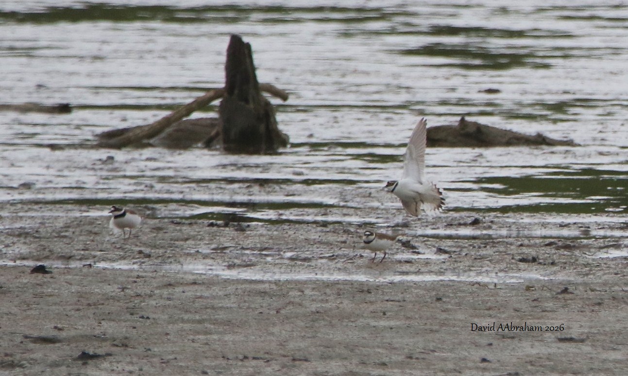 Little Ringed Plover 