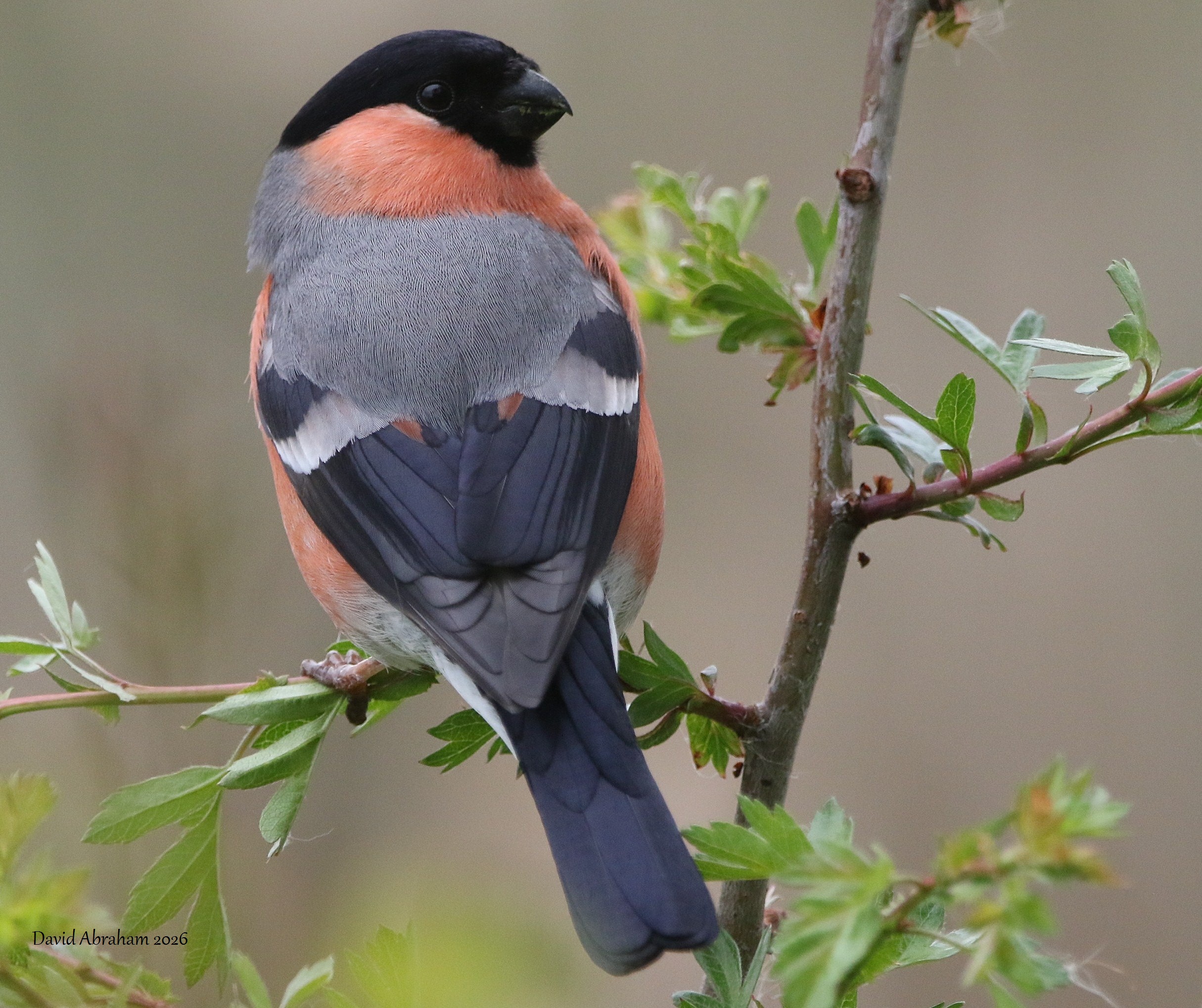 Bullfinch 