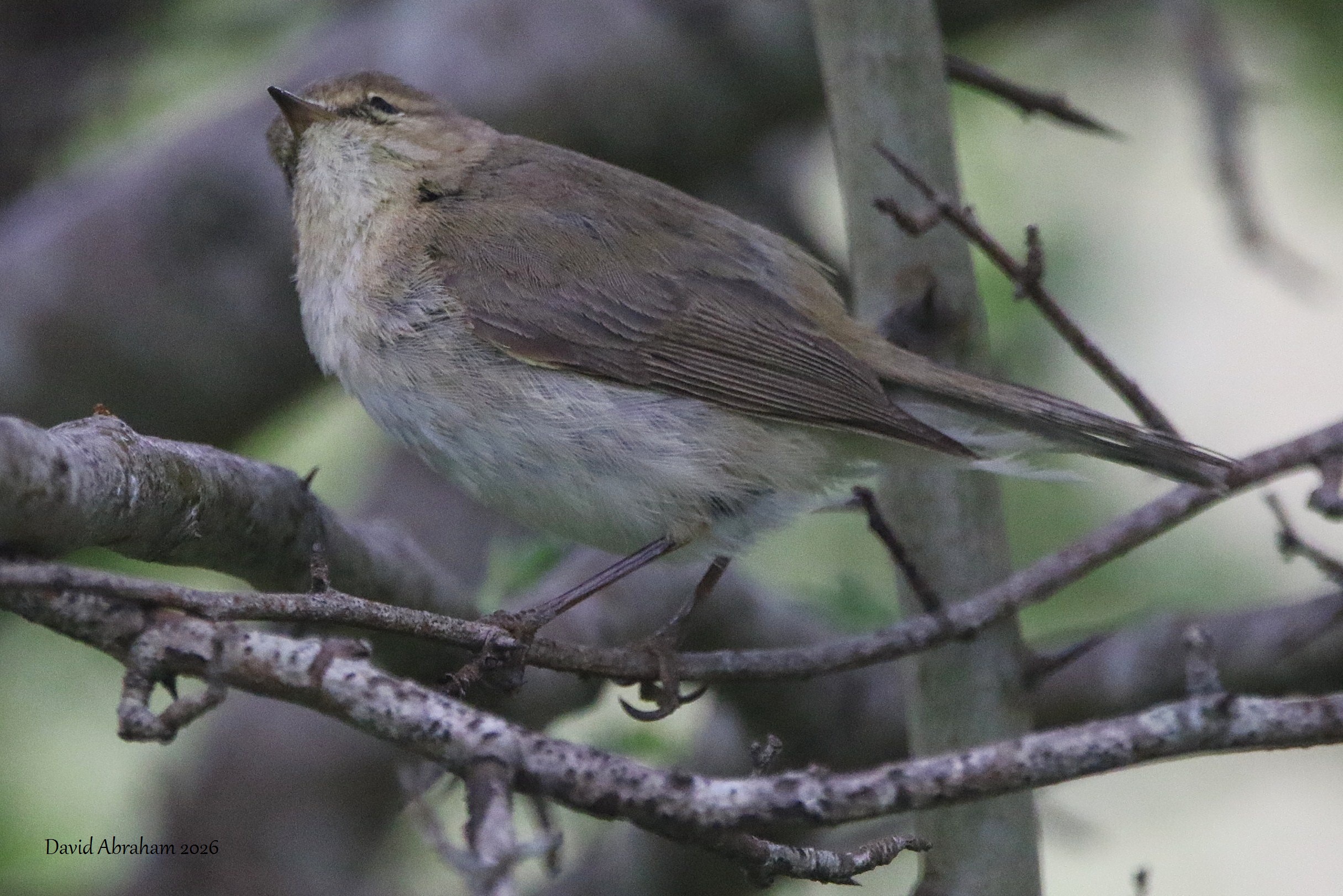 Chiffchaff 