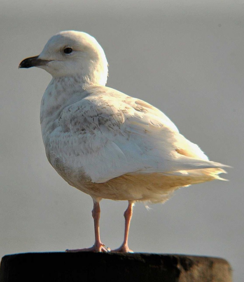 Iceland Gull