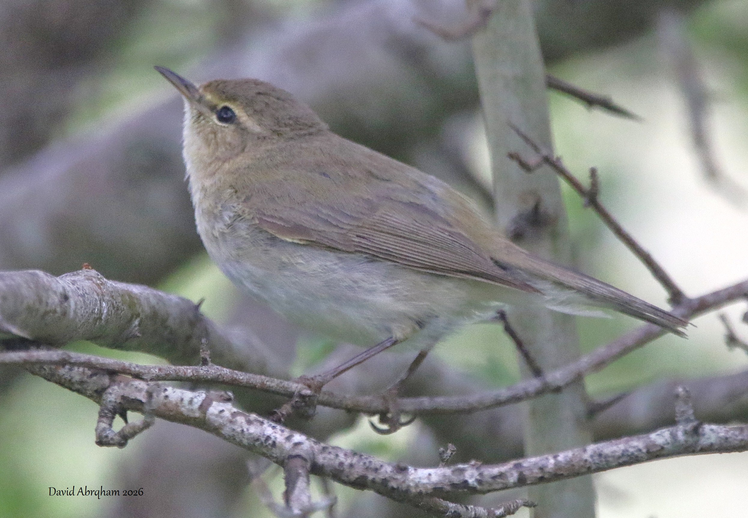 Chiffchaff 