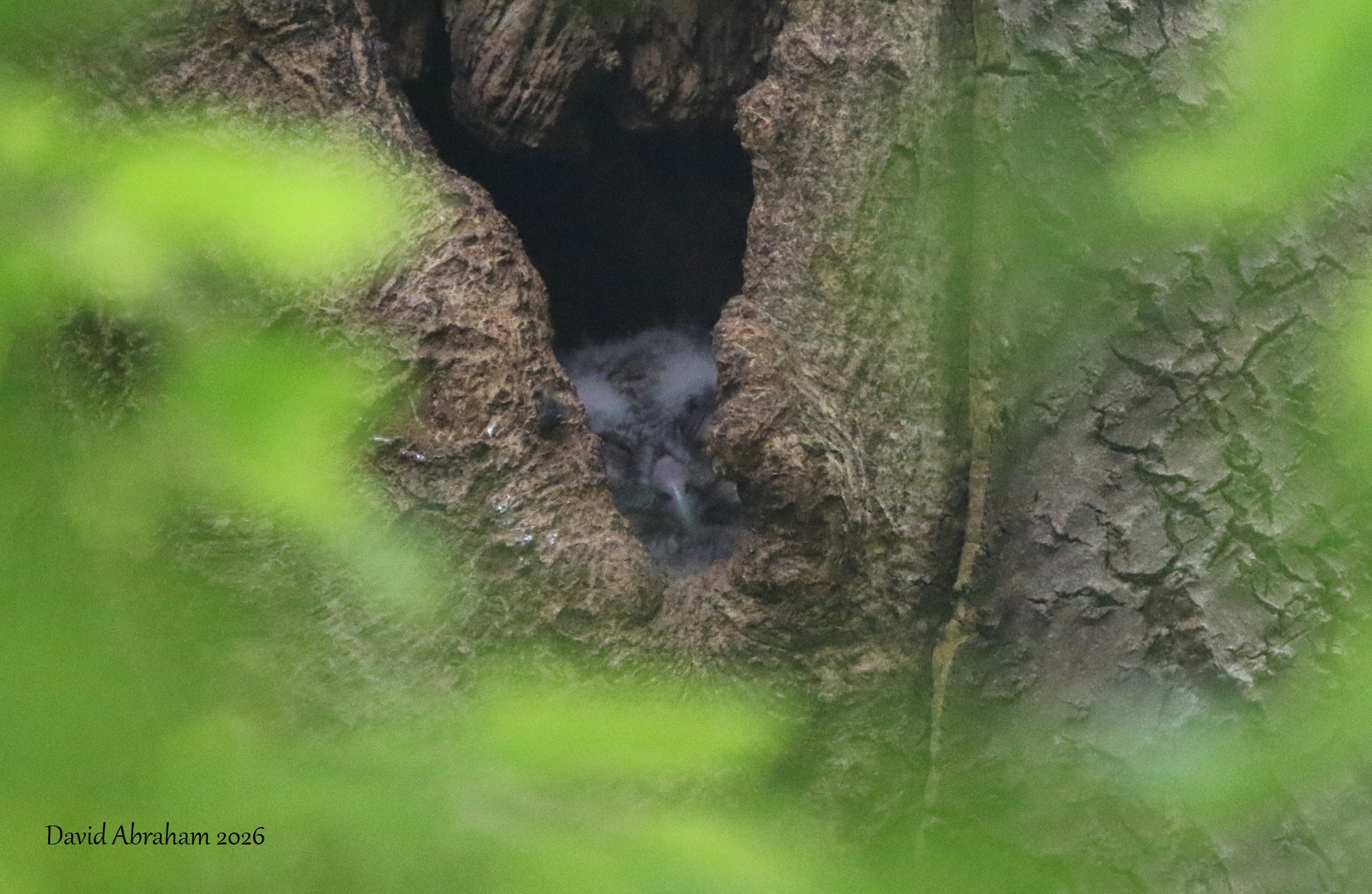 Tawny Owl