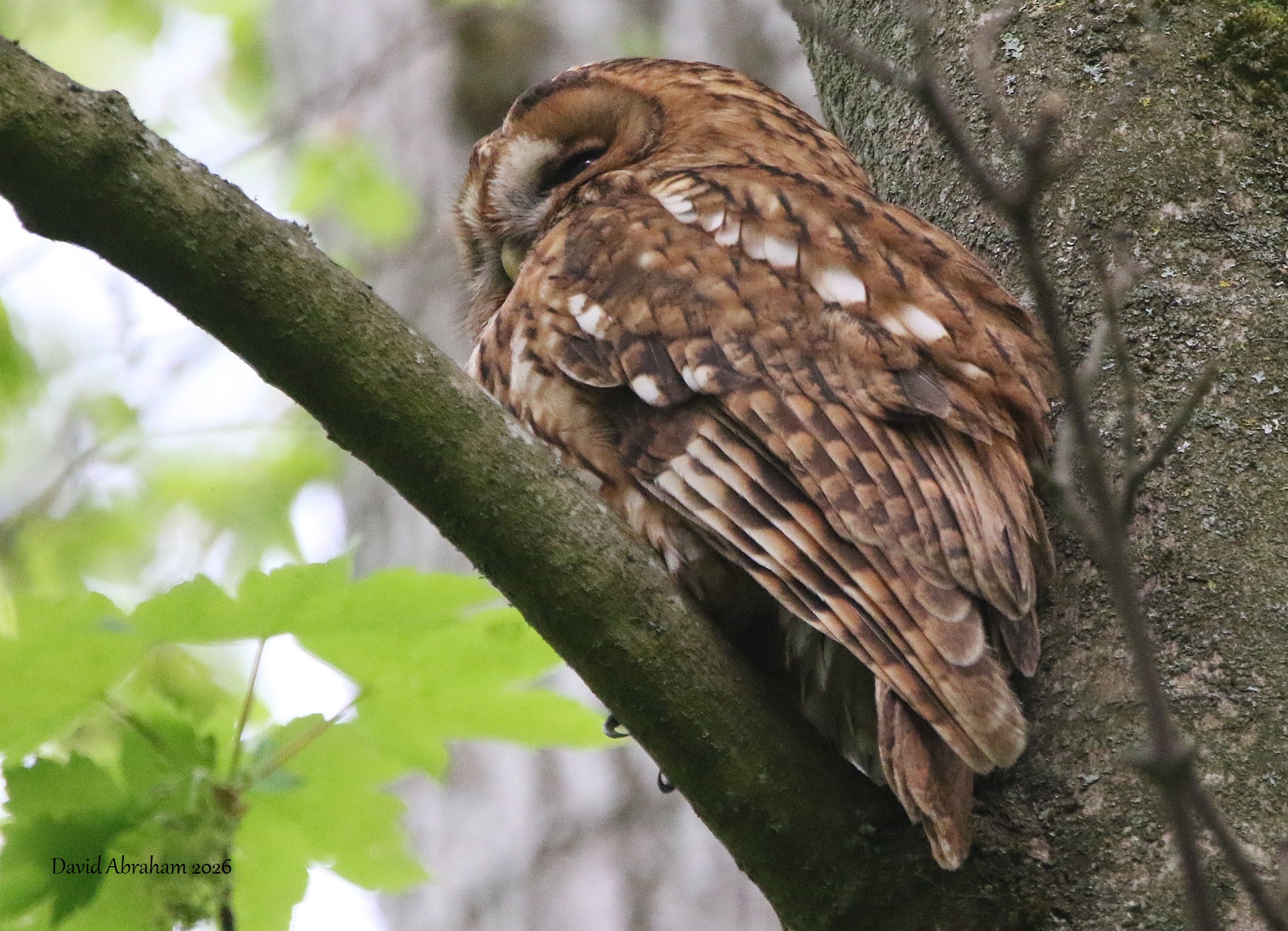 Tawny Owl 