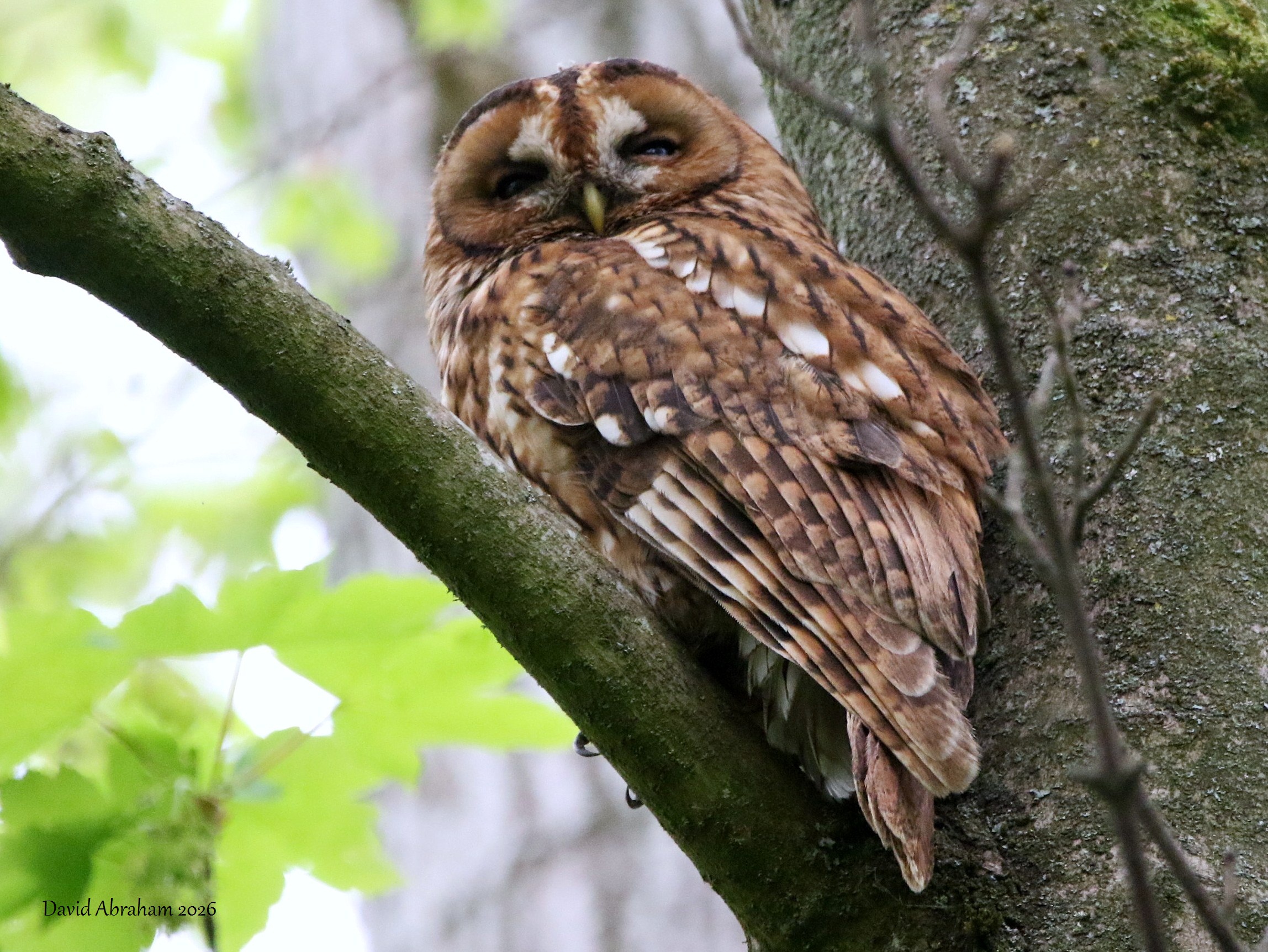 Tawny Owl