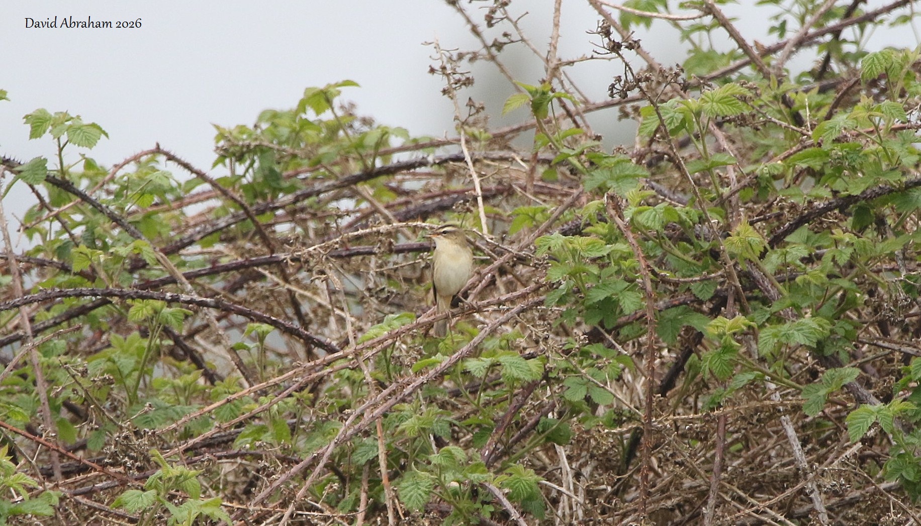 Sedge Warbler 