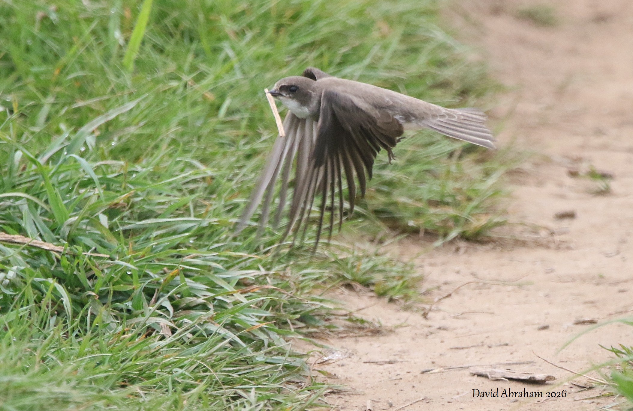 Sand Martin 