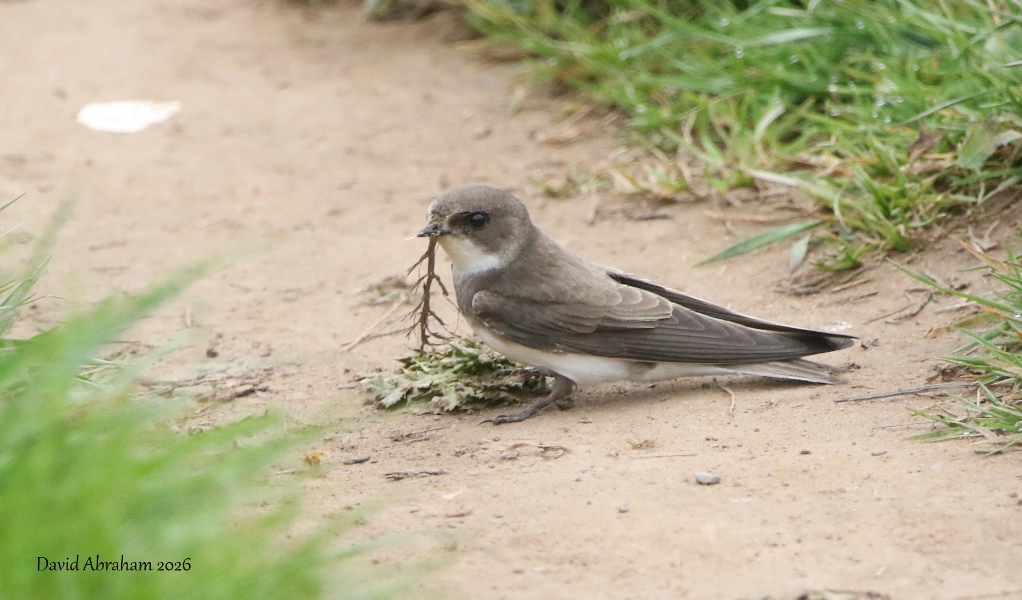 Sand Martin 