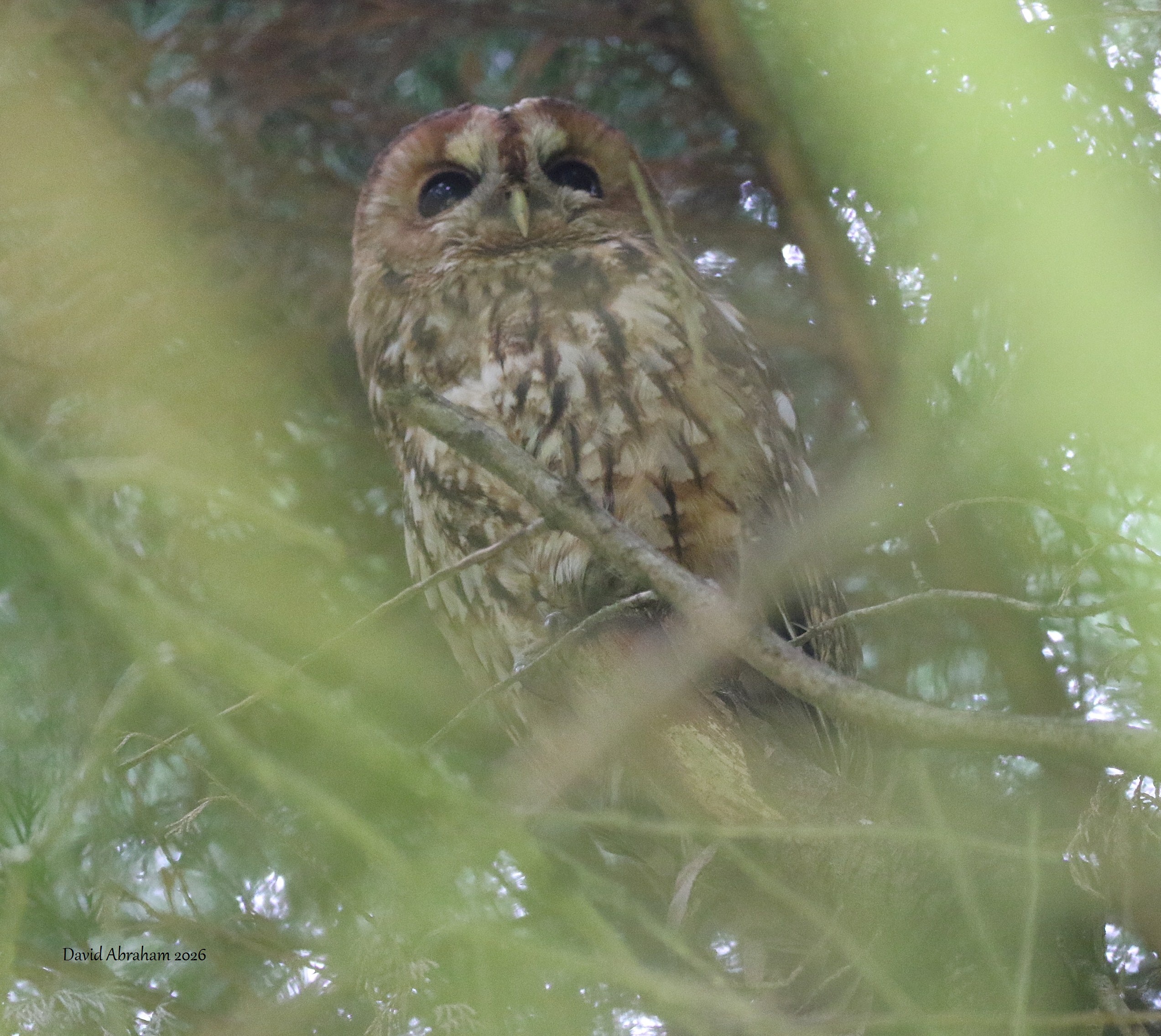 Tawny Owl 