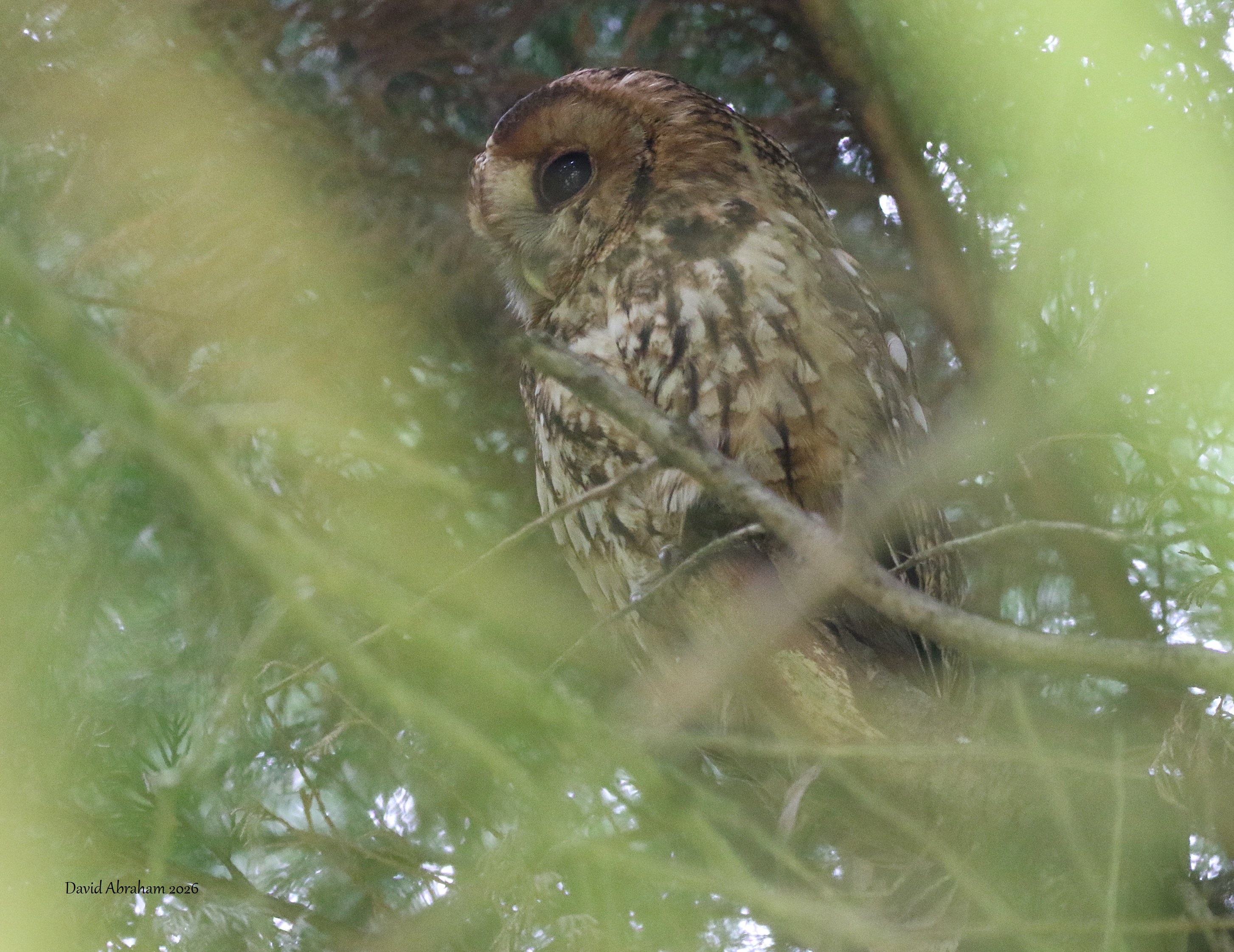 Tawny Owl