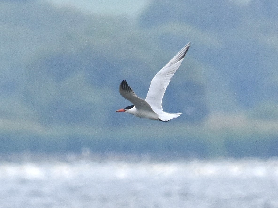 Caspian Tern