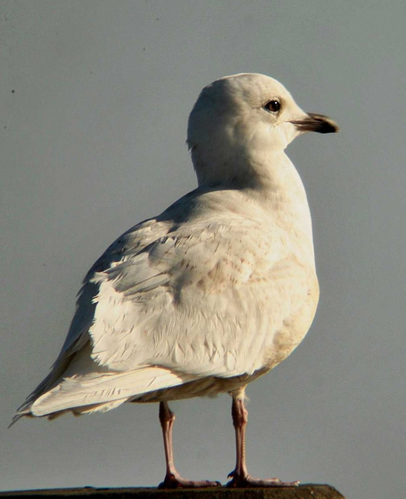 Iceland Gull