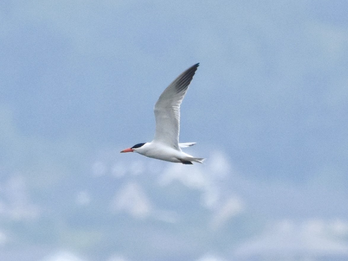 Caspian Tern