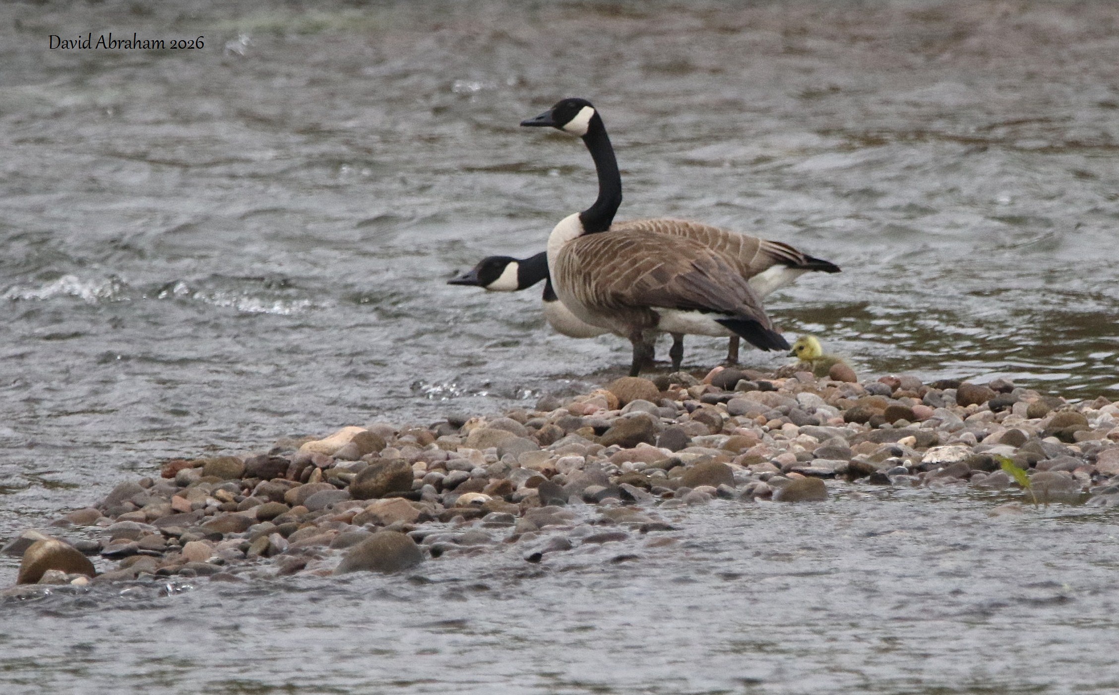 Canada Goose